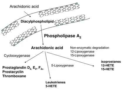 Figure I-5. Arachidonic acid metabolism 