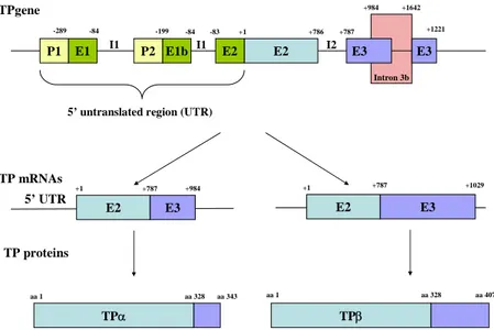 Figure I-9. Organization of thromboxane receptor gene. See text for details (adapted from  (Coyle, Miggin et al