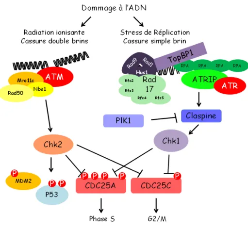 Figure 1. 9 : Arrêt du cycle cellulaire suite à un dommage de l’ADN et l’activation de la voie  ATM/ATR