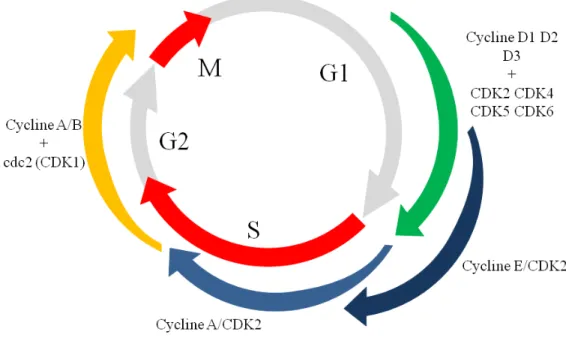 Figure 1. 10 : Contrôle du cycle cellulaire par les CDKs.  