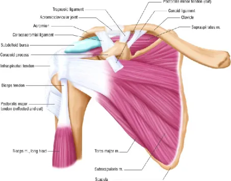Figure 1 : Anatomie de l’épaule –vue antérieure – tirée de Thurner et al. 2013[7] 