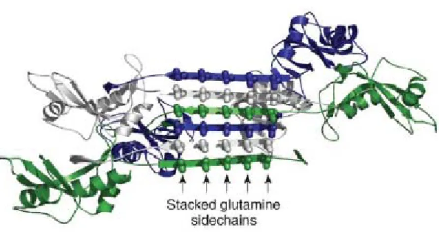 Figure 9 : Schéma représentant le modèle de l’échange de domaines avec “cross β spine” 