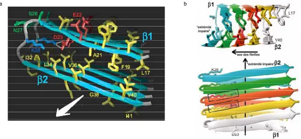 Figure 13 : Modèle proposé par Lührs et al. pour la structure 3D des protofilaments formés  par le peptide A β (1-42) (Lührs T