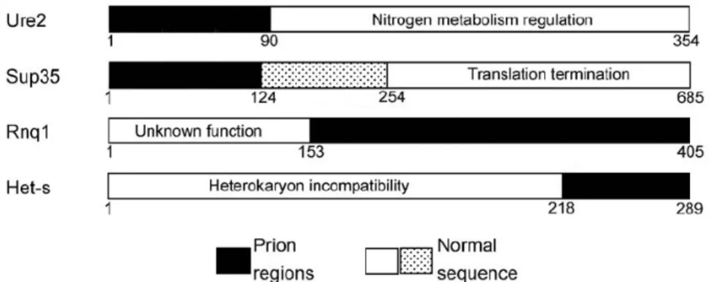 Figure 23 : Comparaison structurelle et fonctionnelle des protéines prions de champignons