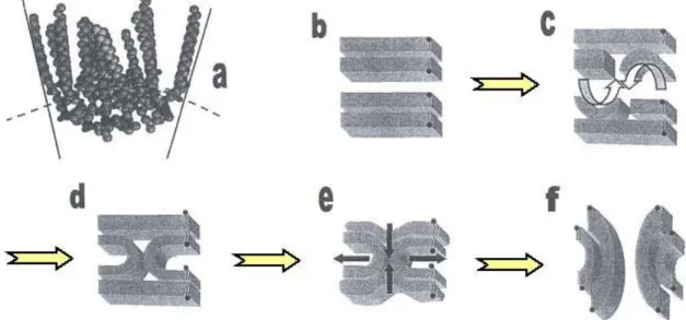 Figure 27 : Représentation schématique des évènements conduisant à la fusion de deux  membranes par l’intermédiaire d’un peptide oblique (Brasseur R., 2000)