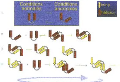 Figure 29 : Schéma représentant  la première des deux hypothèses  émises au sujet des peptides  obliques