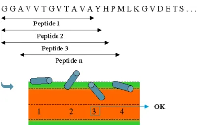 Figure 36 : Schéma explicatif de la méthode de détection automatique des peptides obliques