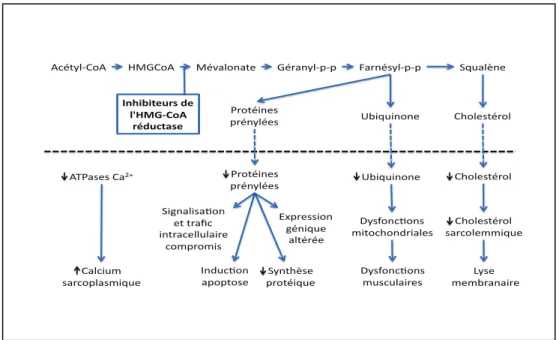 Figure 9 : Sentiers signalétiques possiblement affectés par les statines et leurs effets en aval