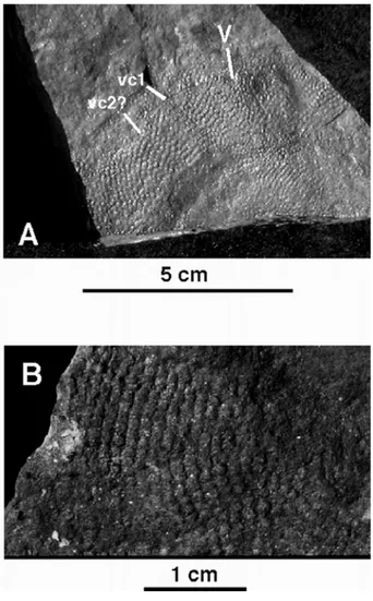 Figure  2.  Drepanaspis  sp.,  from  the  Merkholtz  South-East  quarry, Luxembourg; middle-upper Emsian (Lower Devonian)  (specimen  E1B128)