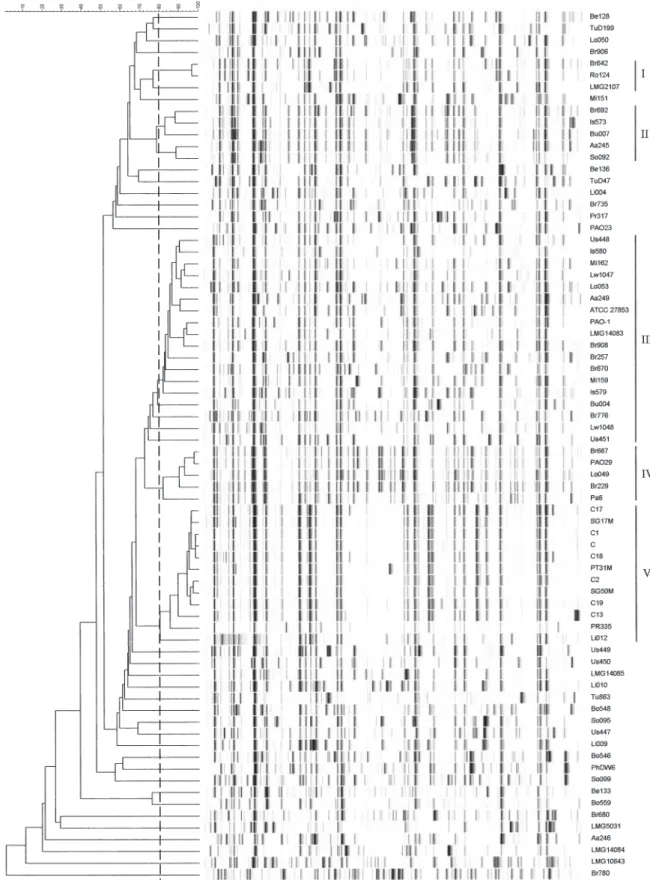 Fig. 3. Normalized AFLP patterns and dendrogram for 73 different P. aeruginosa isolates and one P