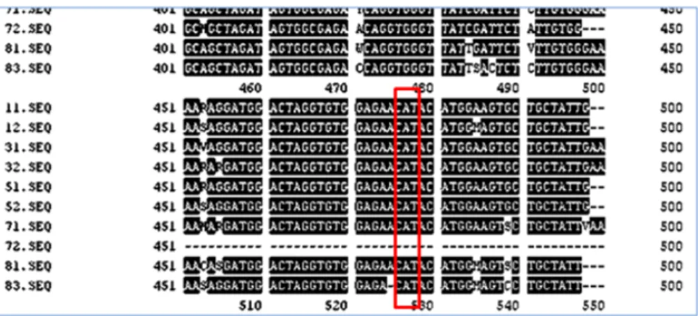 Figure 3. Extract of the sequence of wild-type fragments: 11-12, 2 replicates of Sample 14 F; 