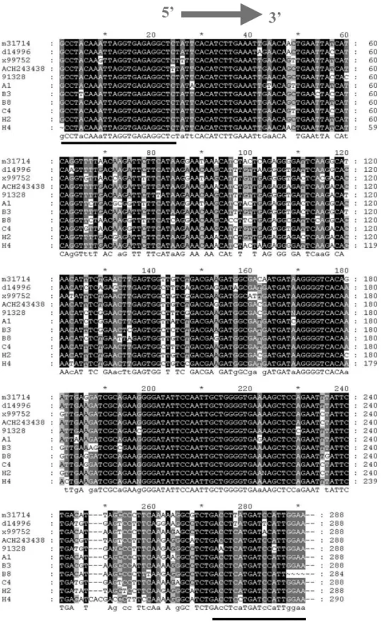 Fig. 1. Sequence alignment of seven RT-PCR products and the corresponding region from full length clones m31714 (P863), ACH243438 (PBM1), x99752 (Balaton-1) and D14996 (P205)