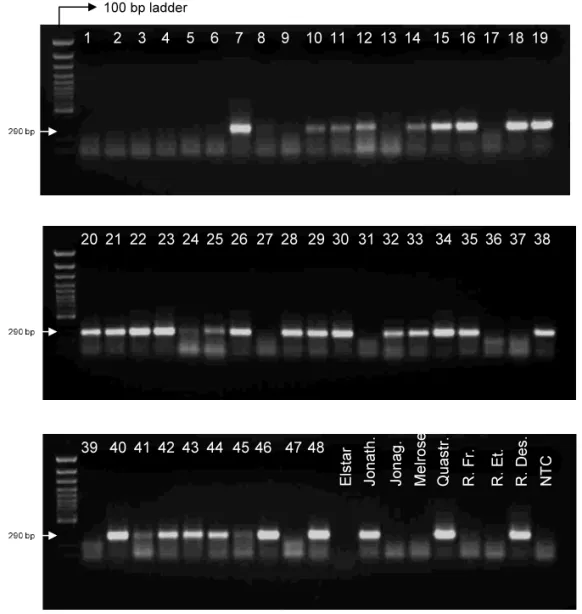 Fig. 3. Detection of ACLSV from field isolates by agarose gel electrophoresis with ethidium bromide staining