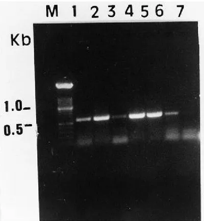 Fig. 3. Agarose gel electrophoretic analysis of one-step reverse transcription–polymerase chain reaction (RT-PCR) amplification products, obtained with the specific primers  (ASGV4F-ASGV4R) from dsRNA preparations of budwood (dormant shoots) received from 