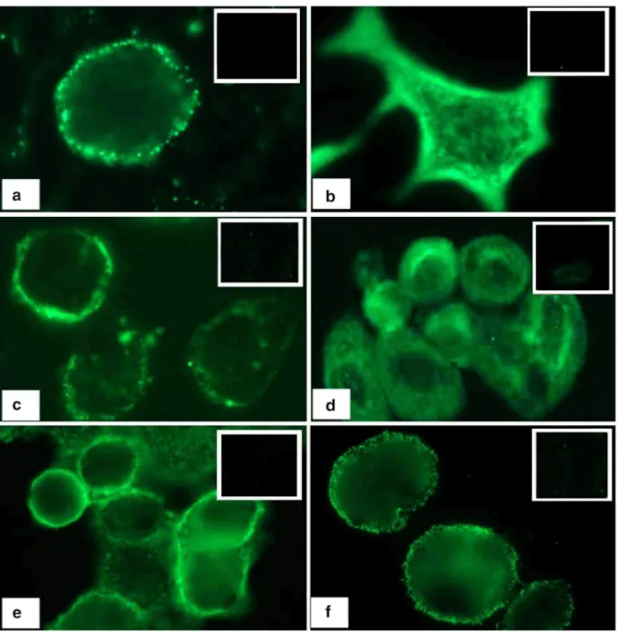 Figure 3. proAVP epitopes are present on breast cancer cells. MAG1 anti-VAG mAb or NAB1 anti-NP mAb  were reacted with live intact and fixed permeabilized breast cancer cells for 1 h