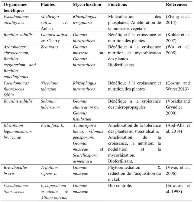 Tableau 1.1. Exemples de quelques bactéries bénéfiques dans la mycorhizosphère. 