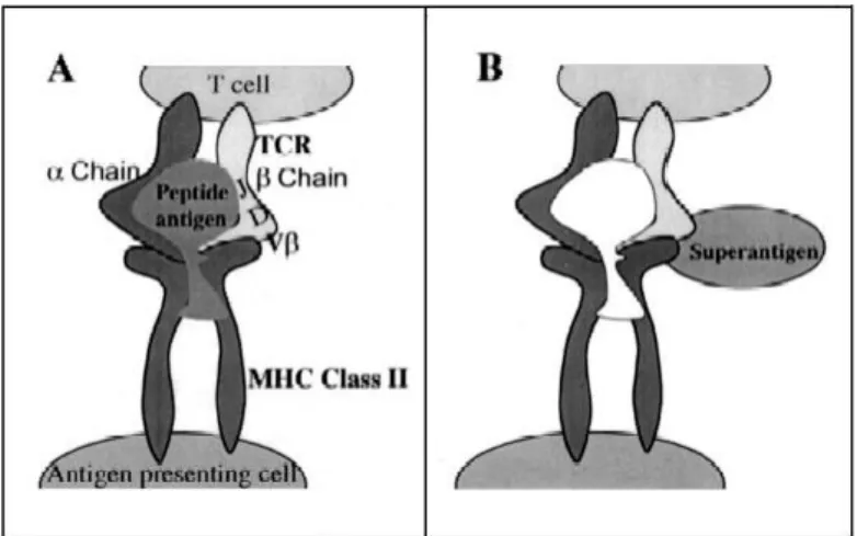 Figure 3. Model for the structure of the complex MHC class II and T-cell receptor. (A) Conventional antigen