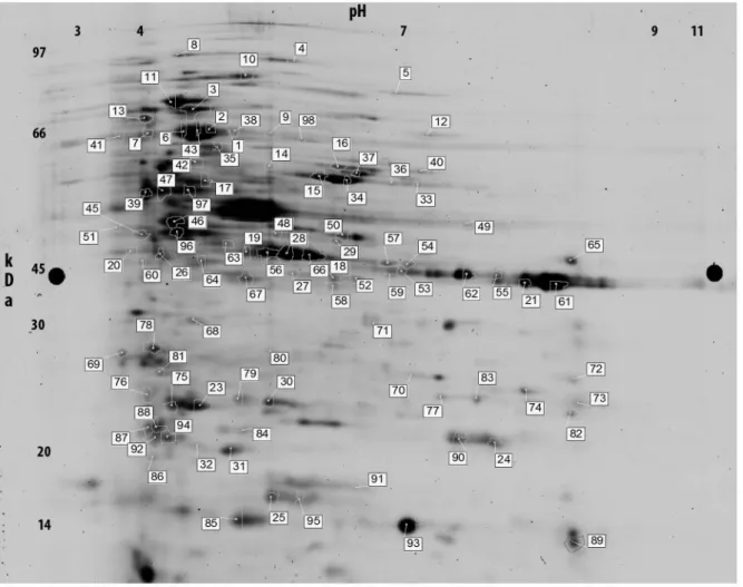Figure 1. 2D-DIGE gel separation of proteins from Acyrthosiphon pisum honeydew. Numbered spots corresponded to proteins described in Table 1 and 2.