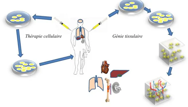 Figure 1.5.  Les deux voies de la médecine régénératrice.   