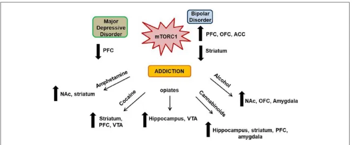 Figure 7. Central role of mTORC1 in psychiatric disorders.  
