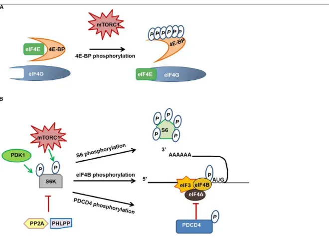 Figure 4. 4E-BP and S6K regulation in translation initiation control 