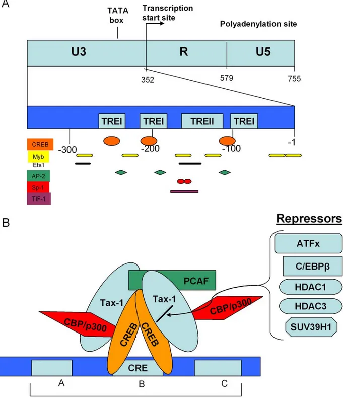 Figure 1. A. Schematic representation of the HTLV-1 LTR. Binding sites of several proteins, such as CREB, Myb1, Ets1, AP-2,  Sp-1, TIF-1 are indicated