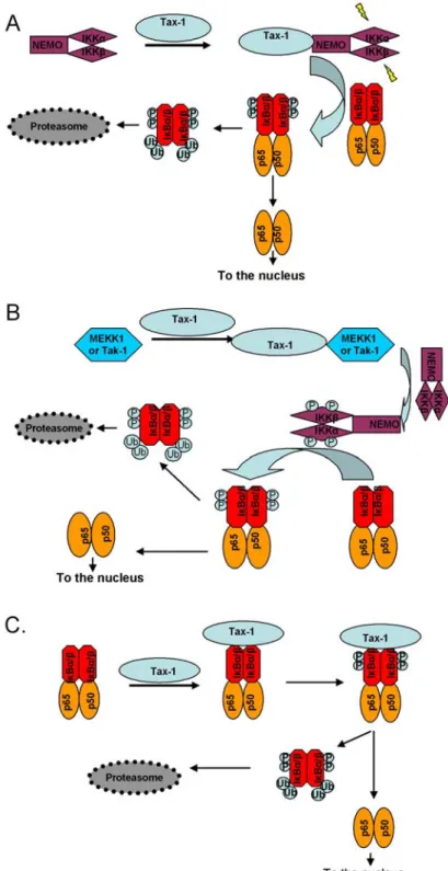Figure 2. Schematic illustration of the NF-κB pathway activation by Tax. A. Tax activates IKKα and IKKβ kinases by  interacting with NEMO
