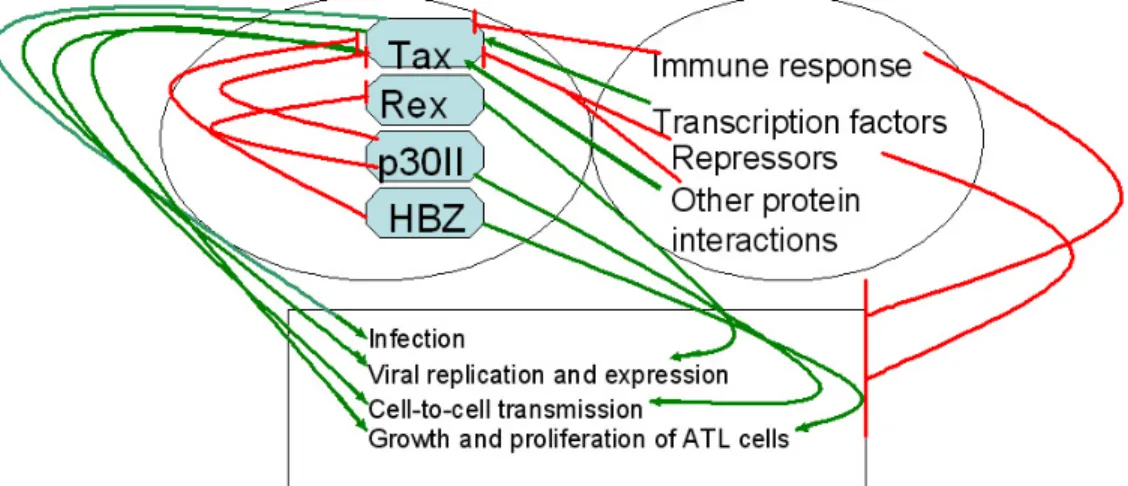 Figure 4.  Model summarizing current knowledge of the functional interplay between HTLV-1 and host cell regulatory proteins  to induce ATL
