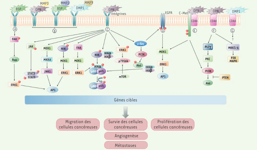 Figure 3. Voies de signalisation activées par les SIBLING au niveau des cellules cancéreuses