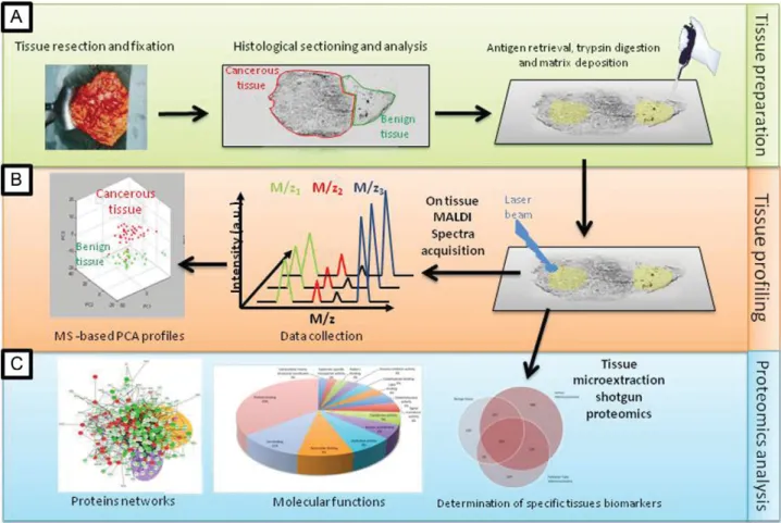Figure 2. (A) The tissue preparation and analysis workflow for MALDI profiling and on-tissue proteomics