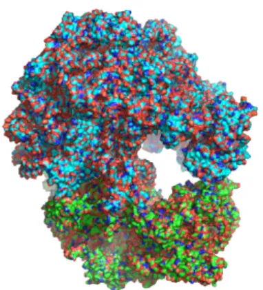 Figure 1.2 – Structures du ri- ri-bosome de Escherichia coli. Bleu