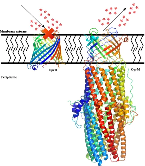 Figure 1.5 – Illustration de la membrane externe des bactéries à Gram négatif avec la porine OprD (PDB : 3SY7 (Eren et al., 2012)) et la porine à efflux OprM (PDB : 1WP1 (Akama et al., 2004)) de Pseudomonas aeruginosa.