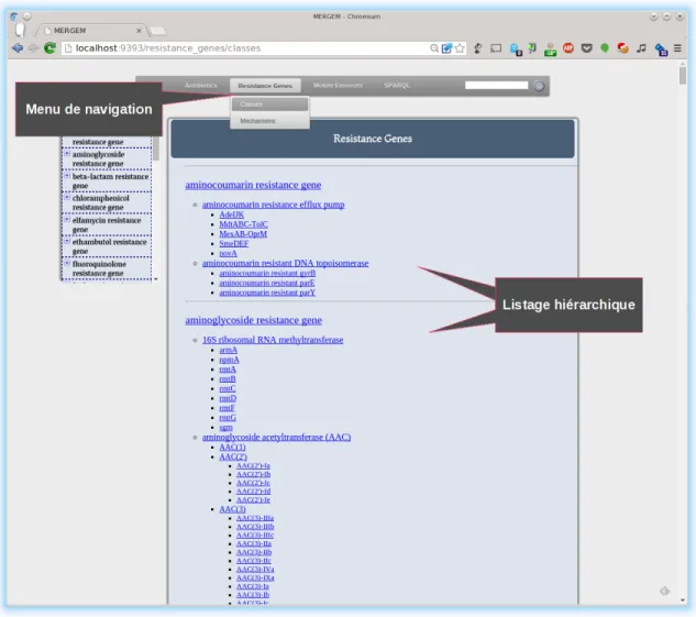 Figure 3.4 – Capture d’écran de l’application Web de MERGEM : listage des gènes de résistances par classe d’antibiotique.