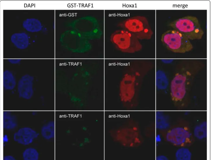Figure 4 Hoxa1 and TRAF1 intracellular distributions overlap. MCF10A cells were transfected with GST-TRAF1 and Hoxa1 expression vectors.