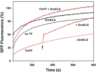 Fig. 5. GFP refolding in the presence of TF from the hyperthermophile T. maritima and GroELS at 15 ◦ C