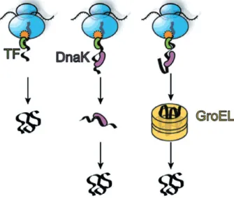 Fig. 4. In bacteria, TF interacts with emerging nascent chains at the ribosomal exit site