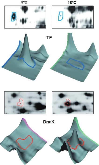 Fig. 5. Comparative analysis of spots containing the trigger factor TF and DnaK from Pseudoalteromonas haloplanktis TAC125 grown at 4°C (left panels) and 18°C (right panels)