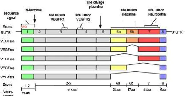 Figure 10 : Structure en exons des différents isoformes du VEGF-A résultant de l’épissage alternatif