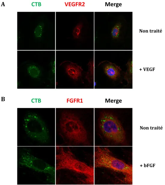 Figure 23: Le VEGF et le bFGF induisent la redistribution de leurs récepteurs respectifs  au sein des lipid rafts à la surface des cellules HUVEC