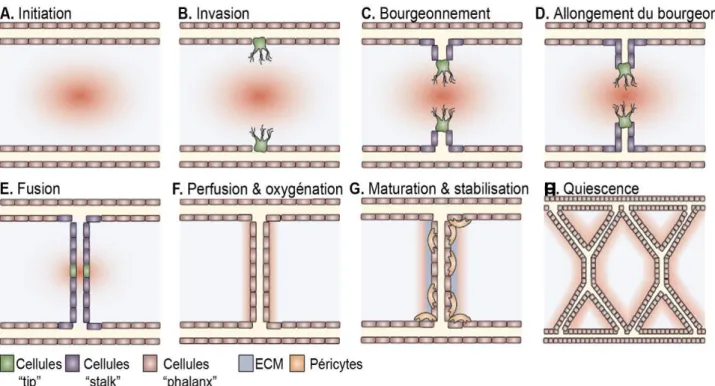 Figure  2:  Formation  de  nouveaux  vaisseaux.  A.  Réponse  à  l’hypoxie;  les  cellules  à  proximité  produisent un gradient de VEGF