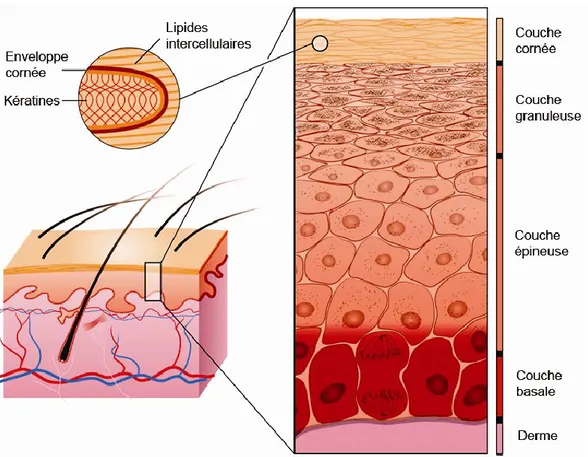 Figure 1.1 : Multiples couches cellulaires résultant du processus de différenciation des  kératinocytes