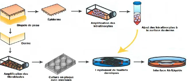Figure 2.1 : Étapes de production de peaux bilamellaires reconstruites in vitro. 