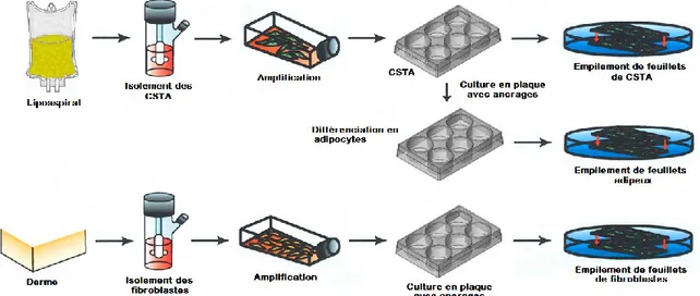 Figure 2.2 : Étapes de production de pansements biologiques en fonction du type cellulaire  utilisé