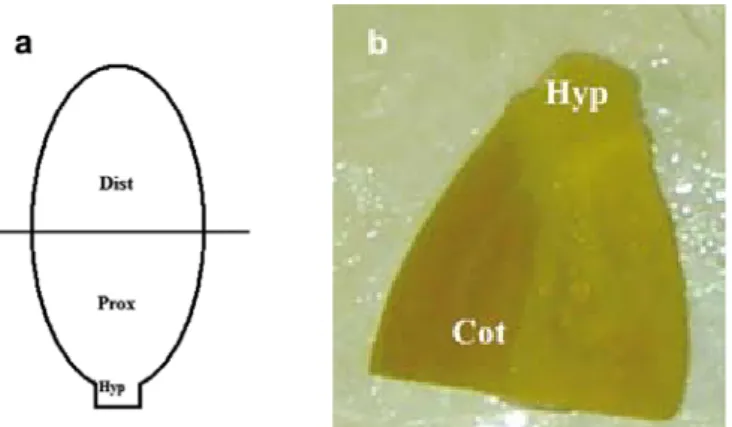 Figure 1:   Adventitious shoots induction from de-budded cotyledon  proximal part with hypocotyl segment explants