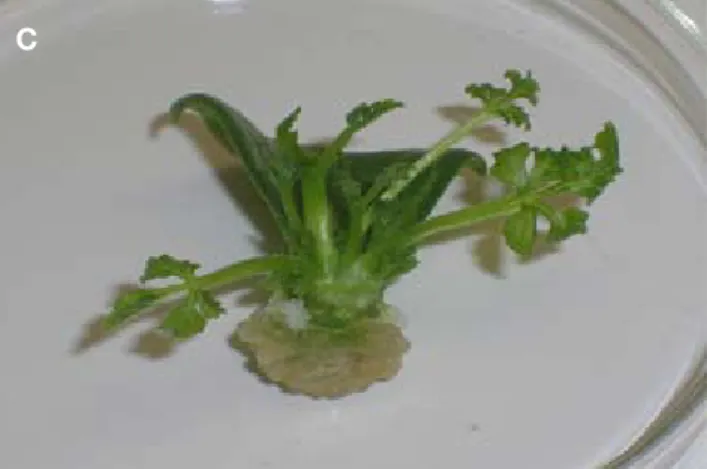 Figure  1c  shows  an  example  of  shoots  induced  on  cotyledon proximal part with hypocotyl segment