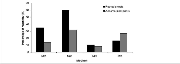 Figure 4:   Influence of four media on the percentage of indigenous oilseed Citrullus lanatus shoots producing roots and on acclimatization  percentage