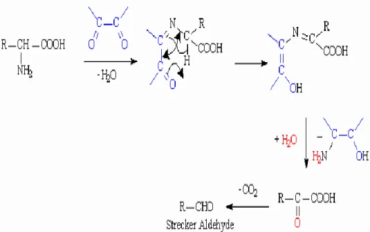 Figure 4: Strecker degradation occuring during the Maillard reaction (Yaylayan, 2003)