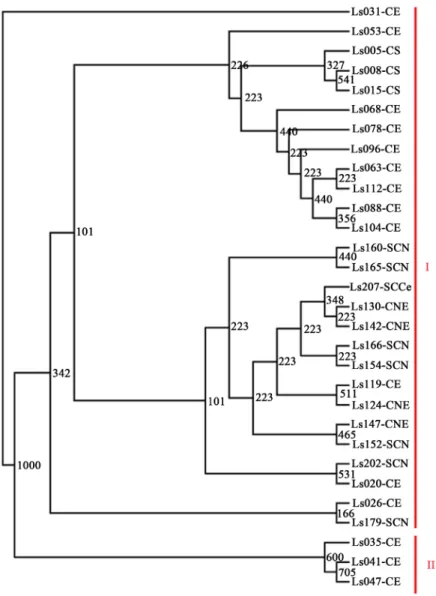 Figure 3. Dendrogram UPGMA  showing relationships among 30 accessions of  Lagenaria  siceraria oleaginous type based  on three microsatellites loci