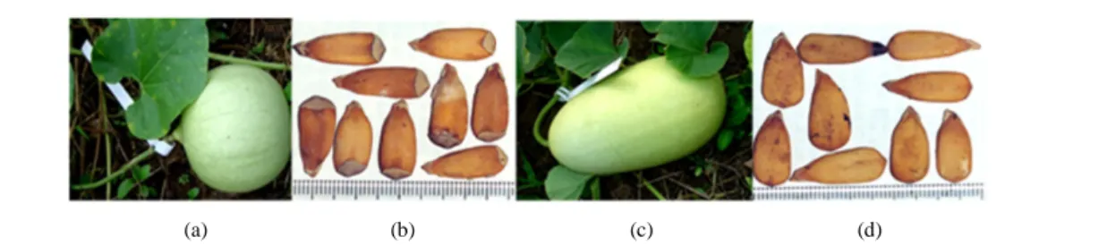 Figure 1. Seeds from the two cultivar of Lagenaria siceraria oleaginous type. Round fruit (a); Seeds with a cap (b); Elon- Elon-gated fruit (c) ; Seeds without a cap (d)