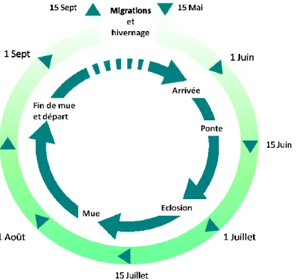 Figure 1 : Phénologie des principales activités estivales d’un oiseau migrateur Arctique